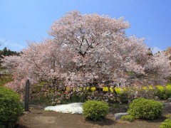 狩宿の下馬桜(静岡県)