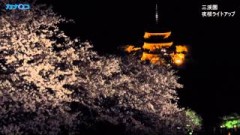 三渓園で「観桜の夕べ」