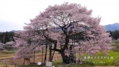 信州高山桜まつり