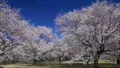 昭和記念公園 桜満開編