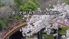 国の史跡「称名寺」の桜が見ごろ
