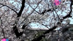 戸塚 柏尾川の桜