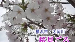 横浜・大岡川の桜見ごろ