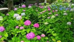 庭園と紫陽花「青葉まつり」