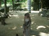 高崎山自然動物園の写真