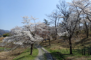 野土山(桜の里)