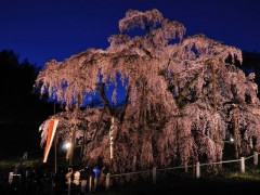 三春滝桜(福島県)