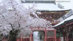 雪降る満開の桜