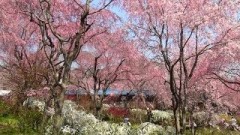 原谷苑（京都市） 満開の枝垂れ桜