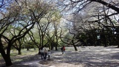 東京都内の桜の見所