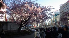 入口の桜(早咲き)