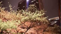 アークヒルズ桜のライトアップ