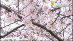 桜とスポット紹介