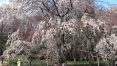 調布の桜