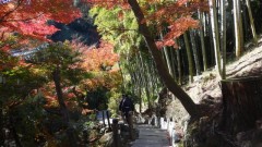 鎌倉の紅葉の見所