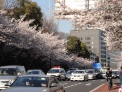 靖国通りも桜がきれいです！