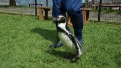 長崎ペンギン水族館 お散歩は自由にさせていただきます