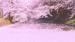 桜吹雪の弘前公園