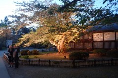 日本最古のソメイヨシノ