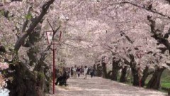 西堀・桜のトンネル