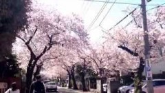 【横浜】横浜の桜・お花見スポット