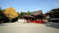 神奈川県 鶴岡八幡宮の紅葉