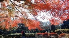 鎌倉・源氏山公園の紅葉が見ごろ