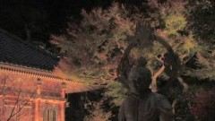 鎌倉・長谷寺の紅葉ライトアップ