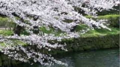 岡崎城の春