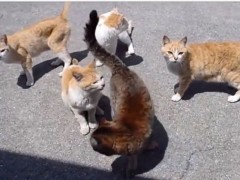 日本各地に点在する猫島