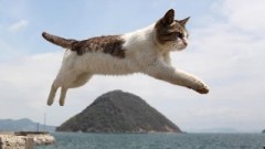 瀬戸内の海岸で猫が飛ぶ！