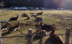 奈良公園の鹿は神様の使いとして古くから大切に保護されています。