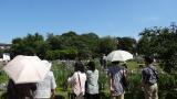 堀切菖蒲園の写真