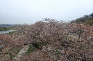 白石川堤の一目千本桜