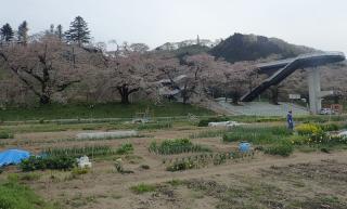 白石川堤の一目千本桜