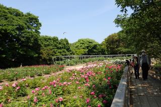 牡丹・芍薬園