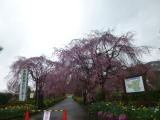 京都府緑化センターの写真