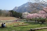 羊山公園・芝桜の丘の写真
