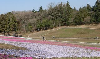 羊山公園・芝桜の丘