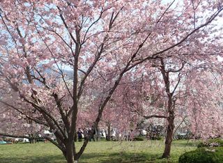 羊山公園・芝桜の丘