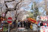 熊谷桜堤の写真