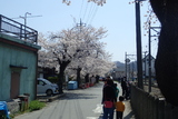 長瀞の桜の写真