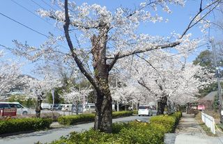 長瀞の桜