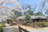 長瀞の桜の写真