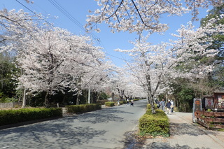 長瀞の桜