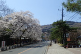 宝登山神社の写真