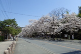 宝登山神社の写真