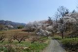 野土山(桜の里)の写真