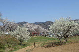 野土山(桜の里)