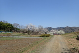 野土山(桜の里)の写真